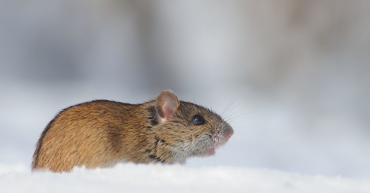 mouse in snow